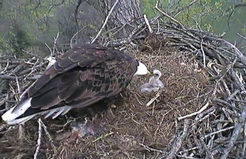 ScreenHunter_54 Mar. 31 20.40.jpg